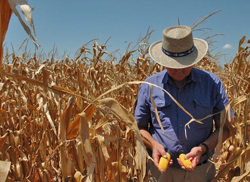 Drought caused by climate change is affecting U.S. corn crops