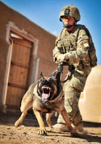 A US soldier training a military dog at a base in Helmand